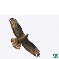 گونه سارگپه جنگلی European Honey Buzzard